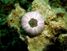 56  Collector Urchin Shell IMG 2787